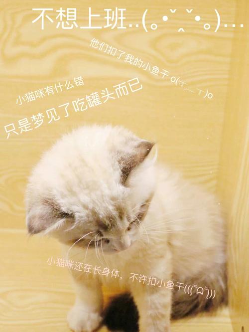 梦见猫吃人