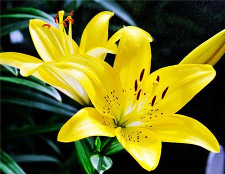 百合花 风水