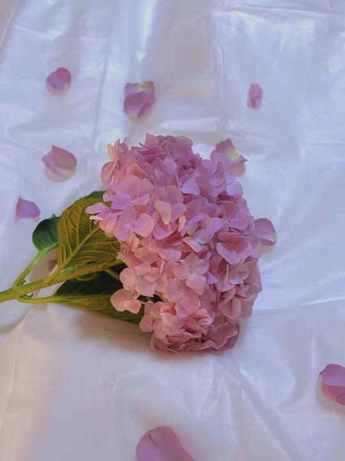 哪些星座分手后难招桃花