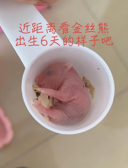 为啥大家都要生鼠宝宝