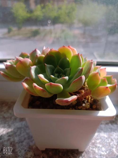 多肉植物的养殖方法和注意事项