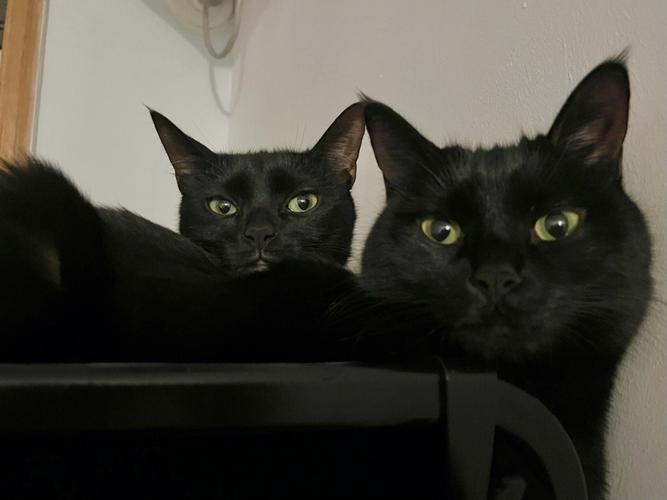 梦见两只黑猫 梦见两只黑猫咬我