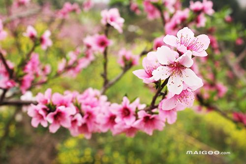 代表四季的花语:春夏秋冬代表花是什么?