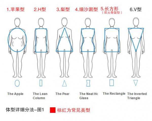 各属性是什么体型?有什么特点?