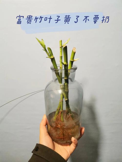 梦见富贵竹好不好