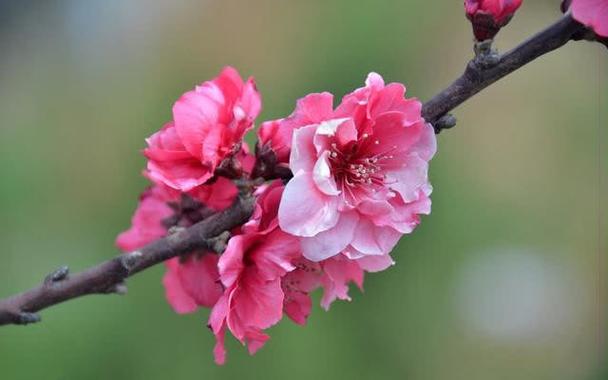 5月24日-7月08日,桃花正旺,桃花上上签的3大生肖