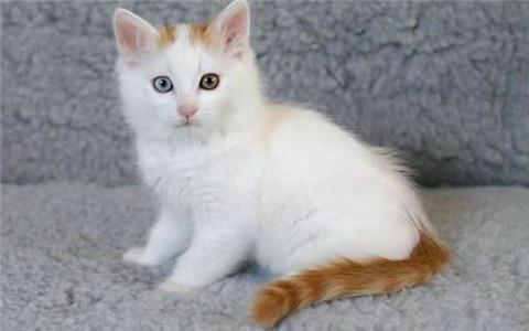 属猴适合饲养哪种喵星人