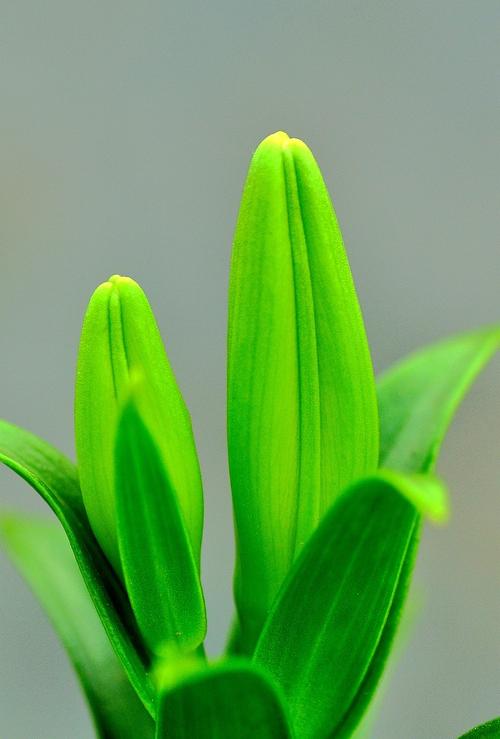 梦见花蕾周公解梦,梦见花蕾是什么意思?