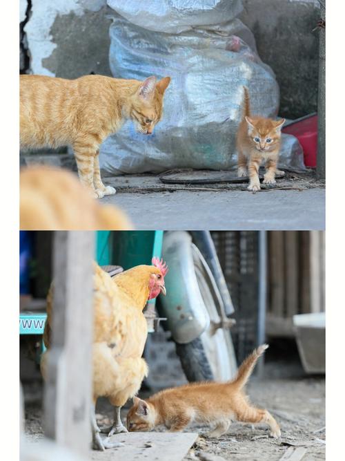 梦见屋里有猫和鸡