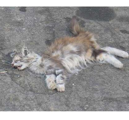 梦见猫饿疯了 梦到猫被饿死了