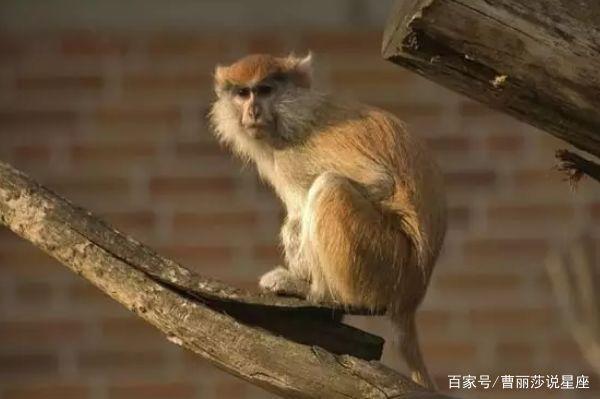 属猴的最吸引人的地方