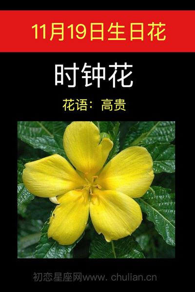 时钟花花语:踏实、福音、高贵