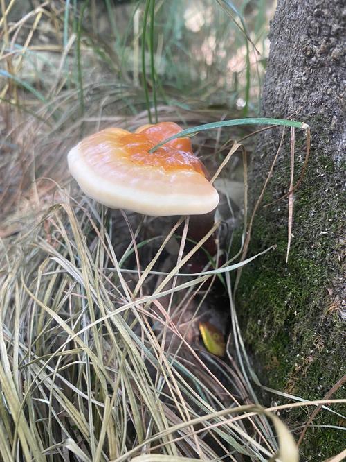 梦中的灵芝是不是好预兆