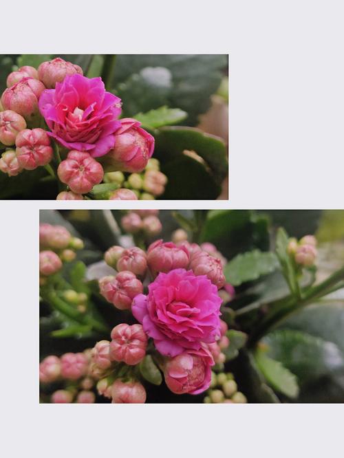 客厅摆长寿花有什么好处