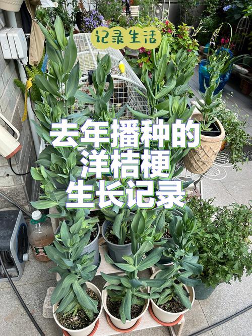 丁香及桔梗各有何风水作用?
