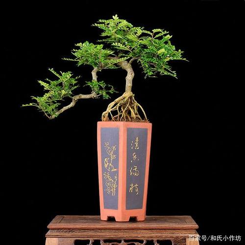 清香木有哪些风水禁忌?清香木摆放在哪些地方比较好
