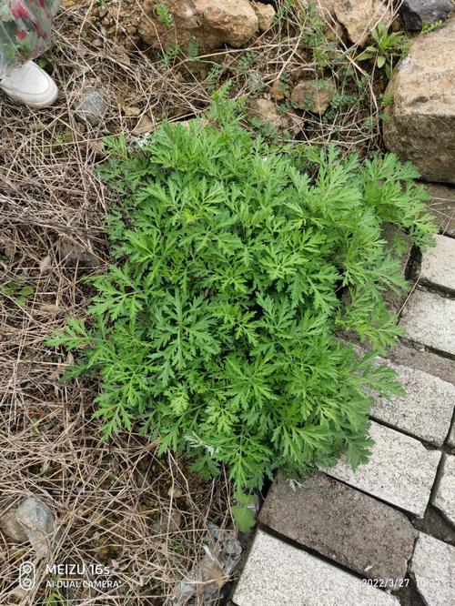 梦见吃野菜怎么回事