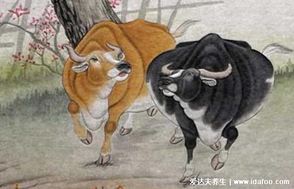 属牛最命苦出生日期