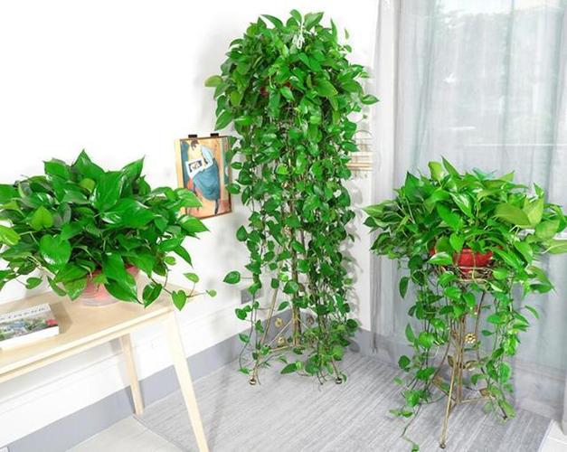 卧室放什么植物最好,能够提升卧室风水的植物