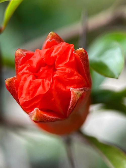 周公解梦梦见石榴花,梦见脚底开石榴花是什么意思