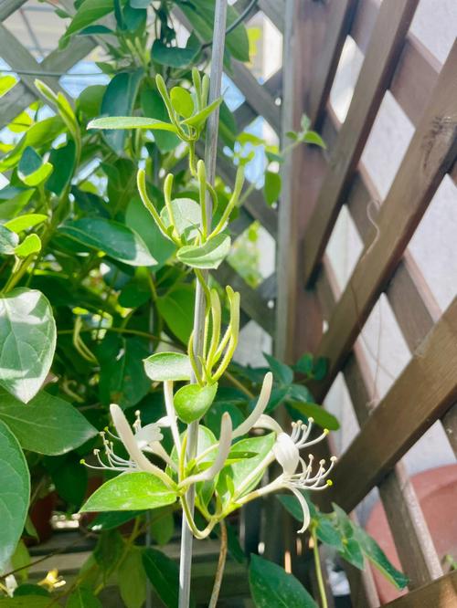 金银花的花语是什么?金银花的传说是什么?