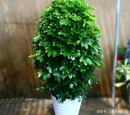 五大生旺风水的绿植