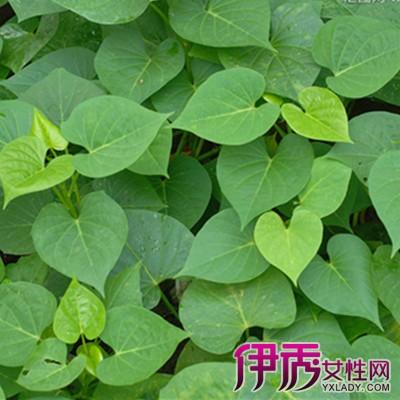 梦见女人梦见红薯叶