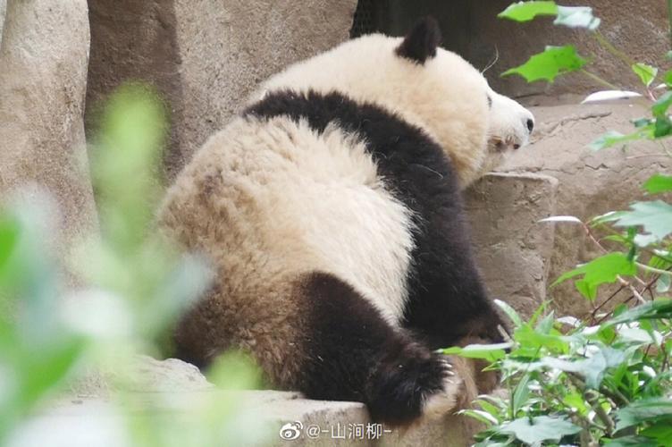 梦见摸熊猫是什么意思