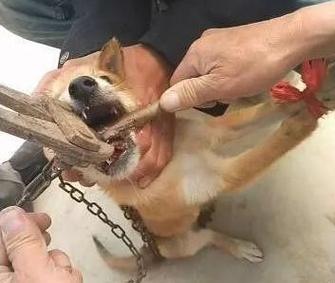 梦见打掉狗牙