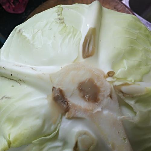梦见卷心菜