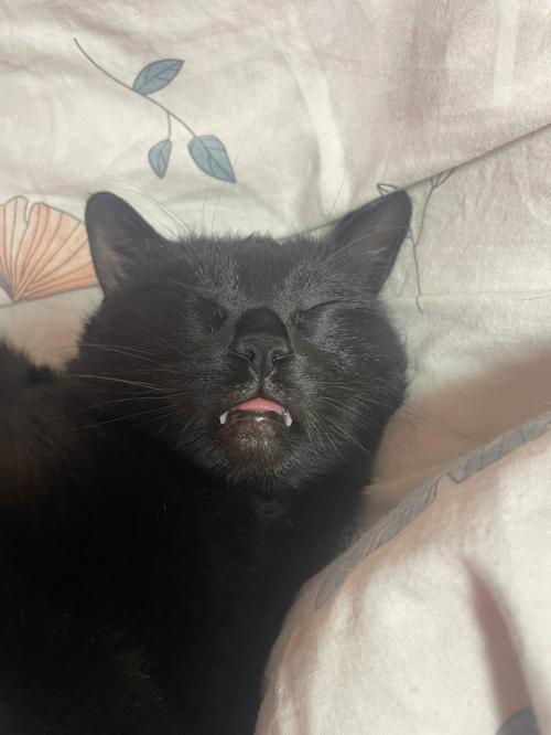 梦见浑身是血的黑猫是什么意思
