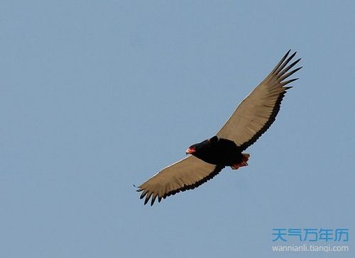 梦见雕