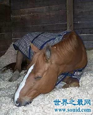 属马的睡觉姿势什么样