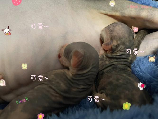朱双什么坚强男孩名字