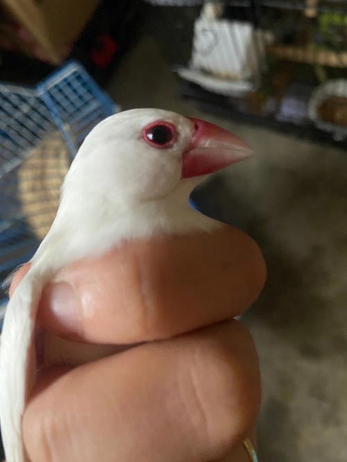 梦见文鸟怎么回事