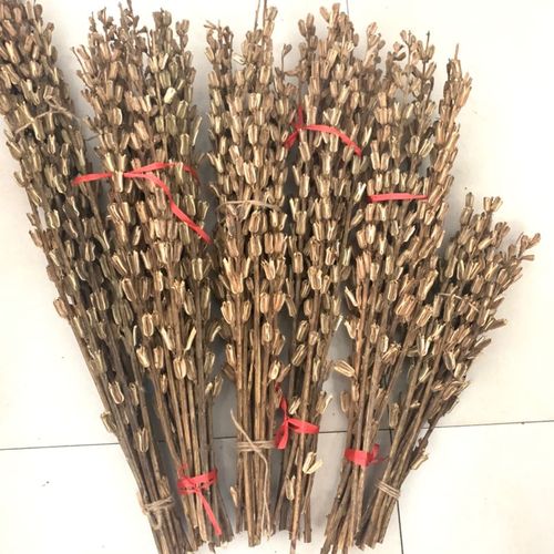 梦见芝麻杆上有芝麻是怎么回事