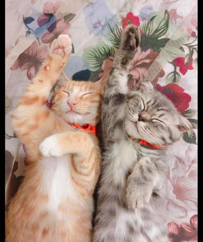 梦见两只猫在我床上
