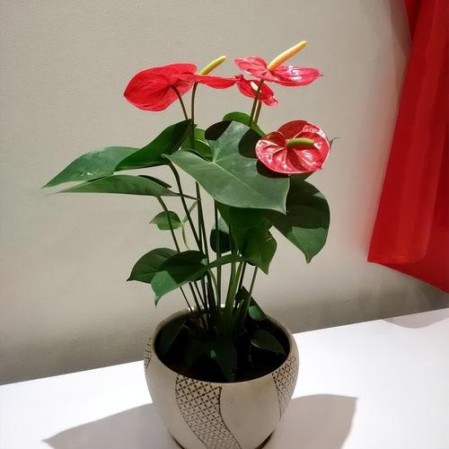 客厅适合什么花
