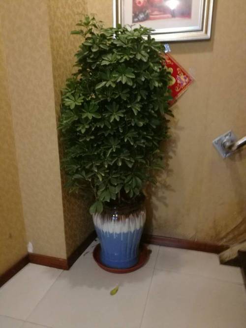 办公室发财树摆放风水