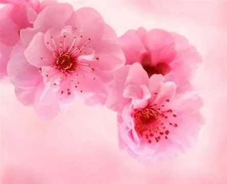 未来3个月桃花运上升