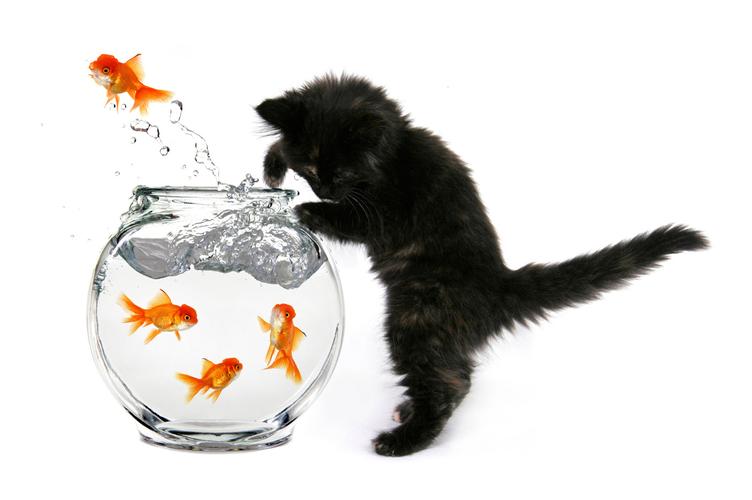 梦见金鱼和猫