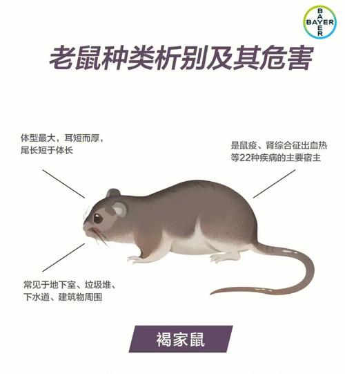 为什么会梦见老鼠阳台打洞?