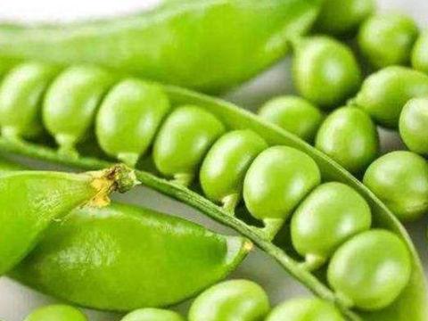梦见种豆子