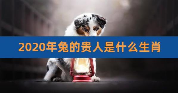 属兔2021年贵人是谁