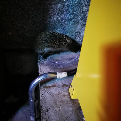 捡到刺猬是什么预兆