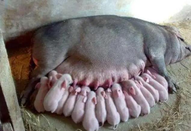 梦见小猪吃奶是什么意思