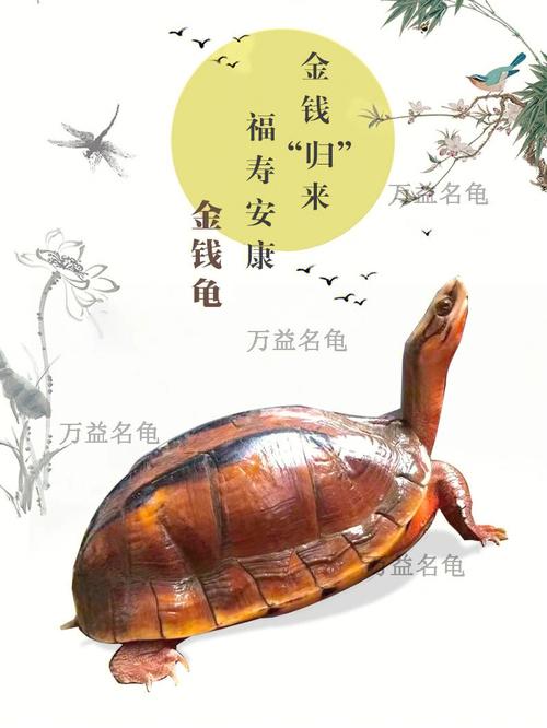 金钱龟对风水有什么好处