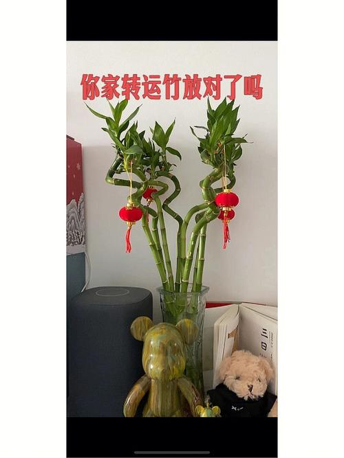 转运竹放店铺能转运吗