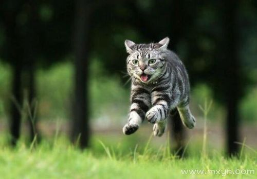 梦见野猫扑向自己