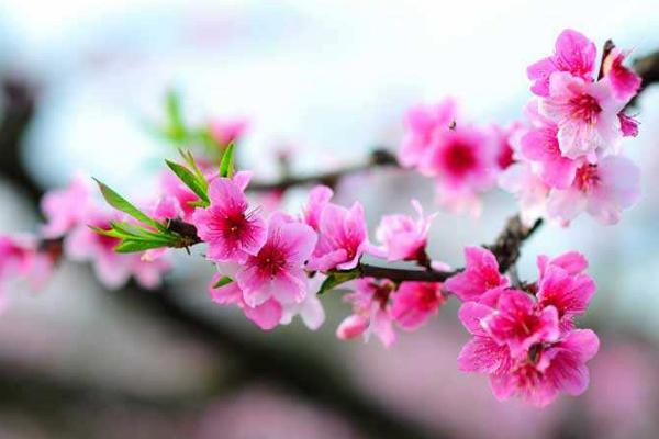 30天后桃花运席卷